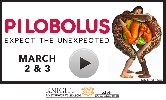 Pilobolus